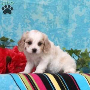 Kalvin, Cavalier King Charles Mix Puppy